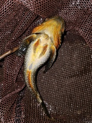 Four Gill Fish photo 2