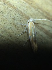 Phyllonorycter celtisella