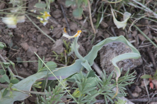 Tulipa altaica, photograph 2