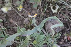 Tulipa altaica, photograph (c) Maxim Shashkov, some rights reserved (CC BY)