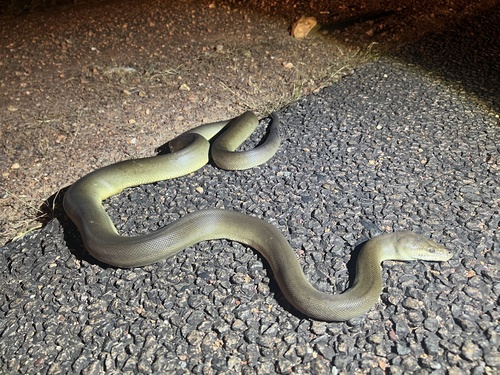 Olive Python sighting