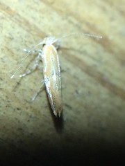 Phyllonorycter celtisella