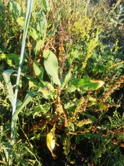 Rumex chrysocarpos