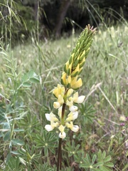 Lupinus luteolus
