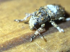 Toxonotus cornutus