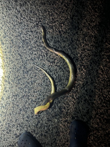 Water Python sighting