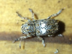 Toxonotus cornutus