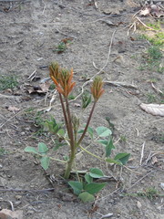 Erythrina leptorhiza