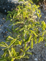 Physalis cinerascens spathulifolia
