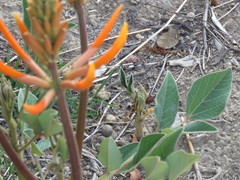 Erythrina leptorhiza