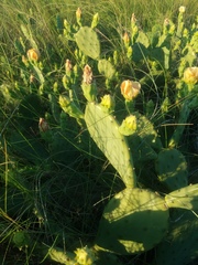 Opuntia anahuacensis