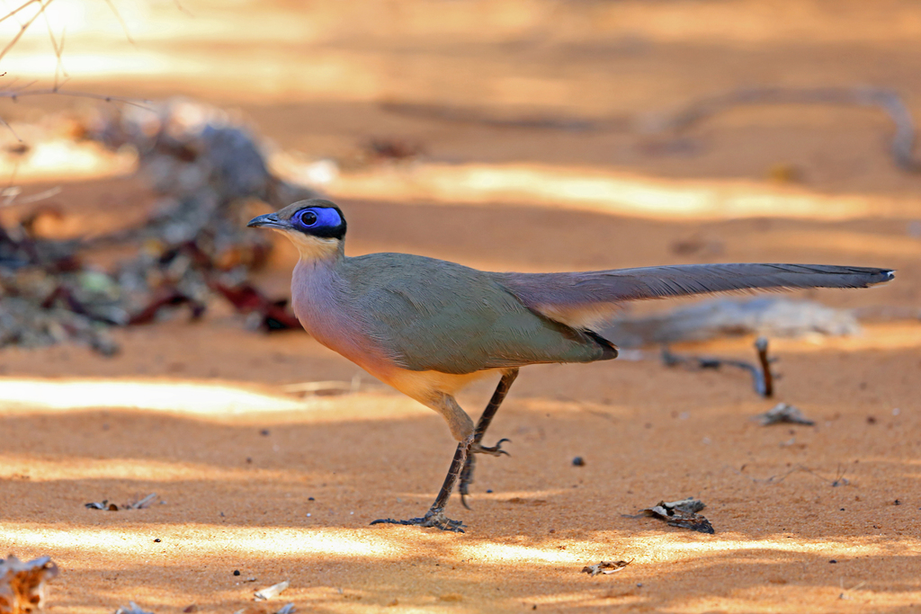 Olive-capped Coua photo