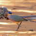 Olive-capped Coua - Photo (c) Nigel Voaden, some rights reserved (CC BY)