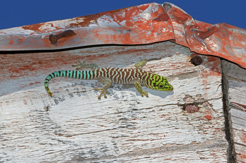 Phelsuma standingi