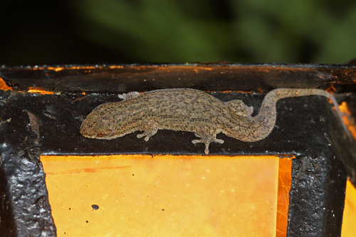 Geckolepis typica
