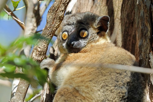 Lepilemur hubbardorum