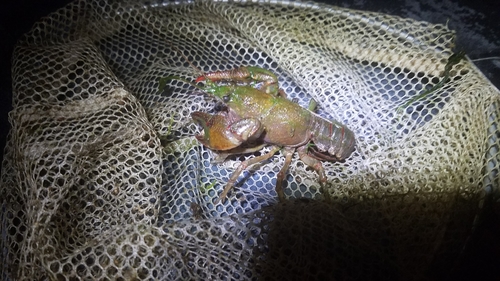 Lacunicambarus dalyae