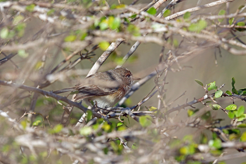 Archbold's Newtonia (Newtonia archboldi), photo 3