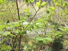 Vaccinium alaskaense