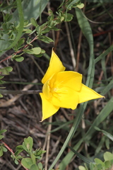 Tulipa altaica, photograph (c) Maxim Shashkov, some rights reserved (CC BY)
