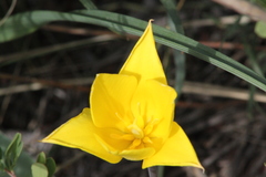 Tulipa altaica