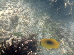 Chaetodon speculum