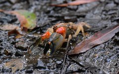 Engaeus affinis