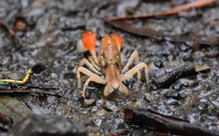 Engaeus affinis