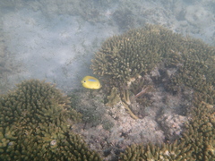 Chaetodon plebeius