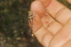 Macrothemis pseudimitans
