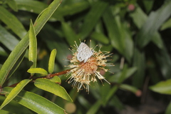 Leptotes cassius cassidula