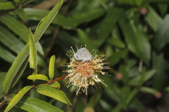 Cephalanthus salicifolius