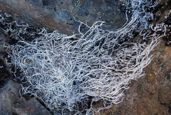 Thamnolia vermicularis vermicularis