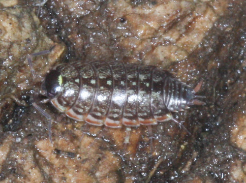 Philoscia muscorum