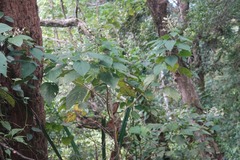 Clerodendrum villosum
