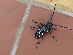 Anoplophora chinensis