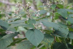 Clerodendrum villosum