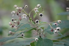 Clerodendrum villosum