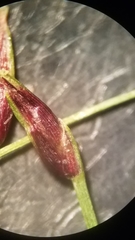 Eleocharis baldwinii