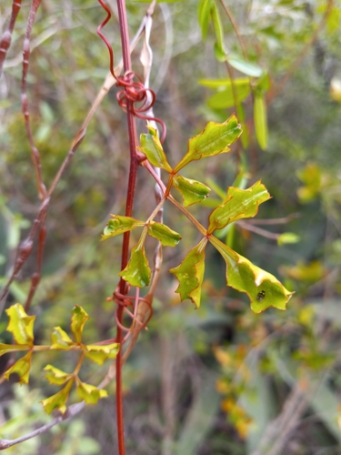 Serjania acupunctata