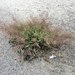 Eragrostis amabilis - Photo (c) Hong, algunos derechos reservados (CC BY-NC)
