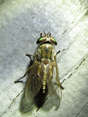 Tabanus lineola