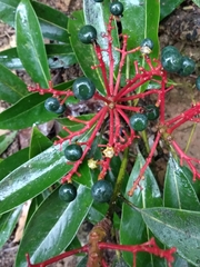 Machilus chekiangensis