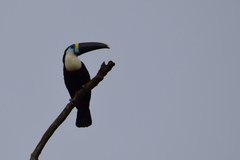Ramphastos