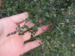 Coprosma wallii