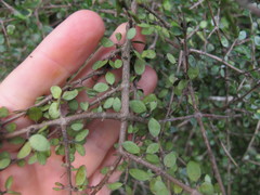 Coprosma wallii