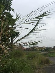 Phragmites vallatoria