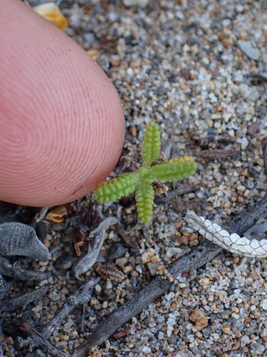 Santa Rosa Island Sage seedling