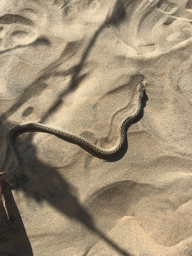 Eastern Montpellier Snake