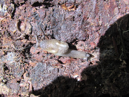 Hemphillia dromedarius